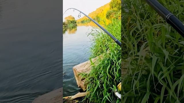 Щука на перекате
