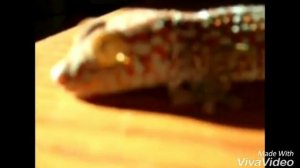 Геккон токи