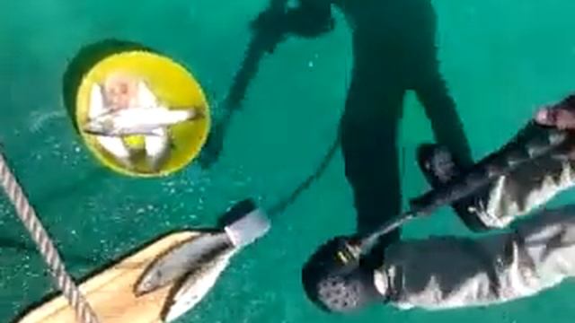 Макс чистит рыбу)) смотреть онлайн