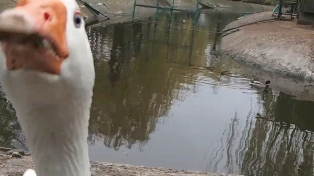 Гусь ест камеру Goose at the zoo eating a camera 