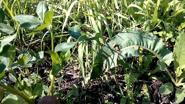 Тусовка клопов малинных паразитов смотреть онлайн