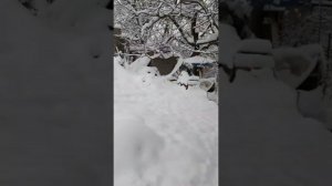 Узбекистан продолжает засыпать снегом