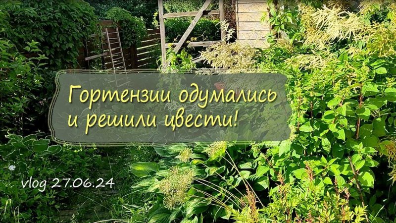 Гортензии одумались и решили цвести | Vlog Дача как есть 27.06.2024