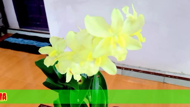 tanaman artis anggrek dendrobium yellow смотреть онлайн