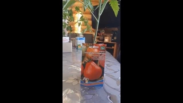 Трюфель сладкий