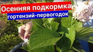 Подготовка молодой гортензии крупнолистной к зиме. Чем подкормить гортензию для шикарных бутонов