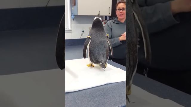 Meeting a Gentoo Penguin