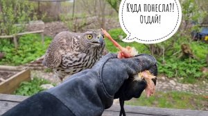 Обучение ястреба-тетеревятника. Этап 7 (день 9). Обучение прыгать на перчатку