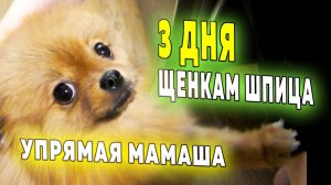 Щенкам шпица 3 дня. Отвалились пуповины у щенков. Померанский шпиц Бэлла – упрямая мамаша