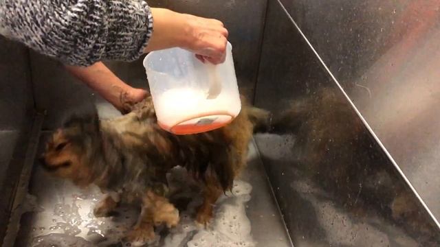 КАК ПРАВИЛЬНО МЫТЬ ШПИЦА смотреть онлайн