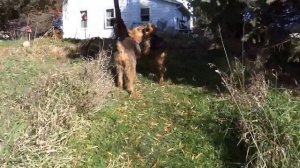 DaPuppies of Tierra Linda waking up to Life as wild Airedales