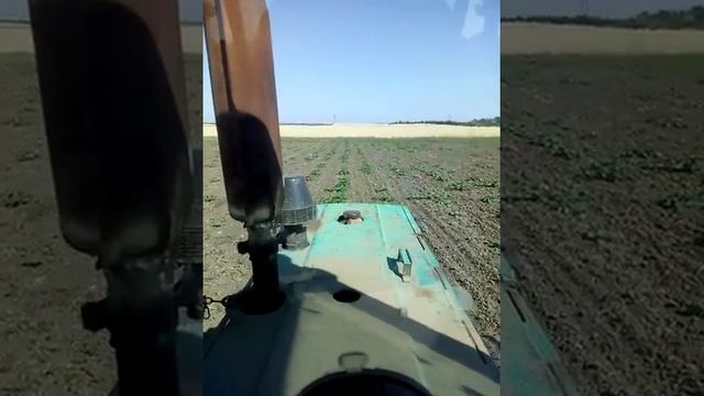 Вторая культивация гарбуза. 2018 г. смотреть онлайн