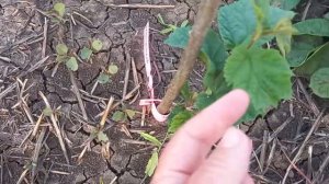 Фундук сорта Барселонский, посадка 2021 года