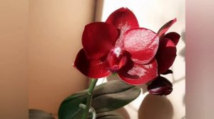 Фаленопсис Haur Jih Fancy