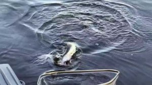 База отдыха «Белозерье»