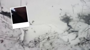 Экспериментальная постановка капканов  на бобра на тропе.(ХОРОШЕЕ КАЧЕСТВО)