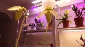 Пафиопедилум Мауди Paphiopedilum Maudiae
