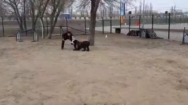 Братик Гранж Зашита хозяина превыше всего