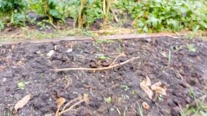 Суданская Роза ? Гибискус Болотный.)Черенкование Павловнии промежуточные результаты :-)