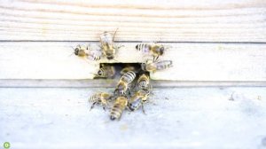 Насекомые для детей. Развивающее видео.