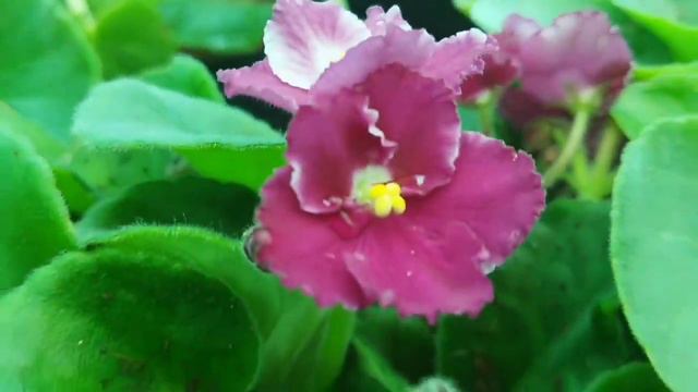 9497620530 African violet care //flowering tips #Amazingflower #leafpropagation #onlinesellers