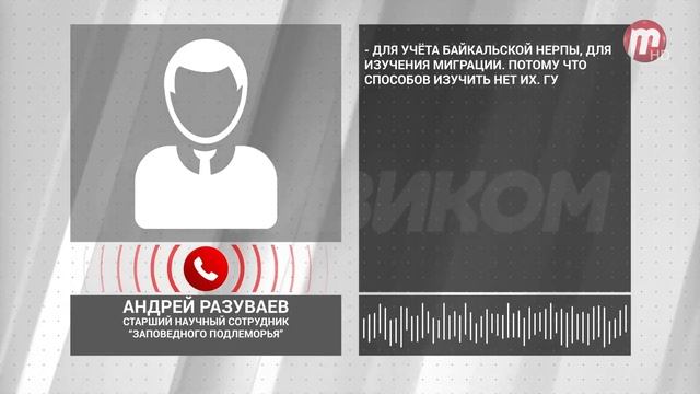 На Байкальских нерп установили спутниковые датчики смотреть онлайн