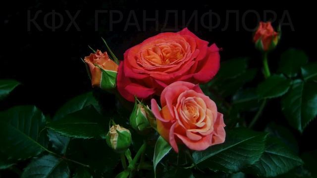 Как распускается роза Вулкано - Vulcano (W. Kordes' Söhne 2019)
