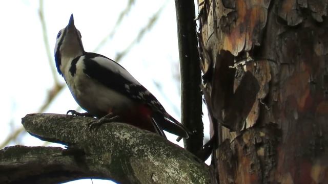 Любимые птицы | Чтение рассказов о птицах смотреть онлайн