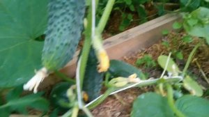 Обзор теплицы с огурцами. Выбираем лучший сорт в нашей теплице.