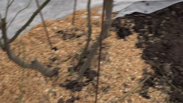 обрезка розы флорибунда, питомник роз полины козловой, rozarium.biz , pruning a floribund rose смотреть онлайн