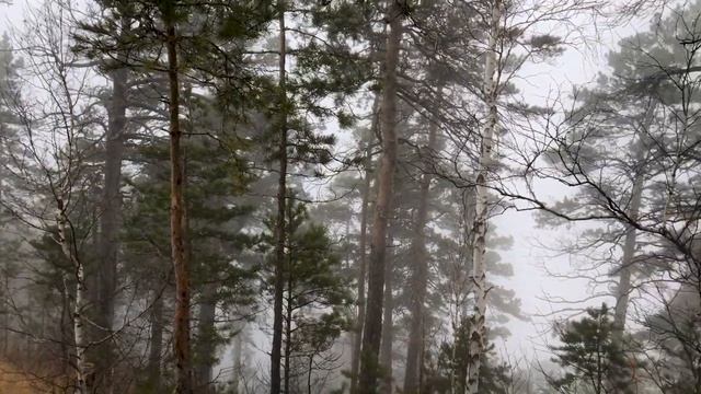 Скала Белый Камень. Шигонский район Самарской области (Волшебный лес)