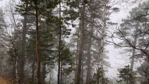Скала Белый Камень. Шигонский район Самарской области (Волшебный лес)