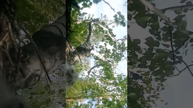 Нашли птинцов совы ещё совсем маленькие. смотреть онлайн