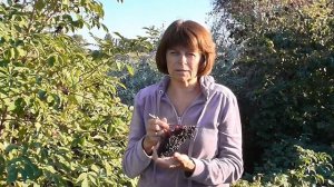 Бузина черная (Sambucus nigra) ЧИСТИТ организм. Чем полезны ягоды черной бузины