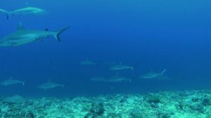 Мальдивы | белопёрая серая акула