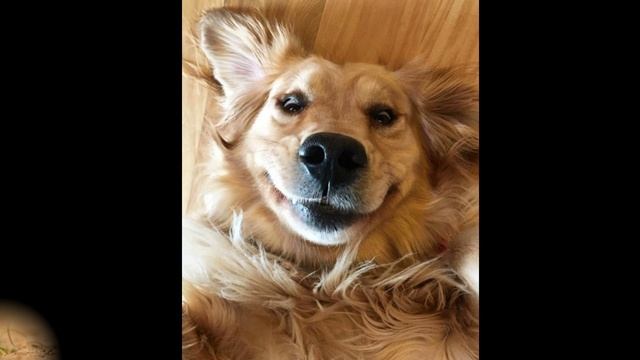 Весёлые собачки смотреть онлайн