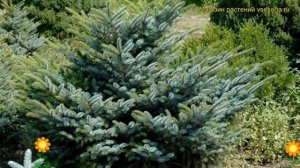Ель обыкновенная Биколор. Краткий обзор, описание характеристик picea abies Bicolor