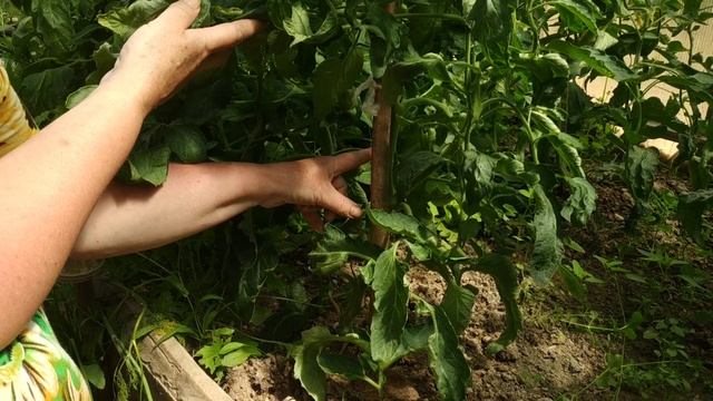 Когда и как правильно удалять листья томатов?Надо ли удалять листья у томатов? смотреть онлайн