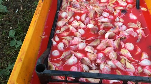 Чеснок. Подготовка почвы. Обработка. Посадка. смотреть онлайн