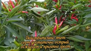 Острый перец "Кайенский"