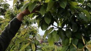 Закладка урожая на будущий год, июньская обрезка черешни.