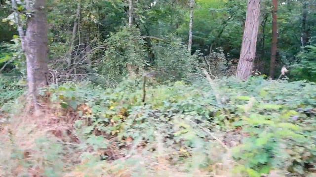 НАШЛИ СТРАННОЕ ДЕРЕВО!!!! НАША ПЕРВАЯ МОНЕТА!!!!! смотреть онлайн