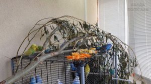 видео для попугая 🎧 учим попугая говорить : Рикки