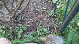 №58 Закрытие сезона, шашлыки и обрезка плетистой розы Амадеус!