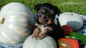 Щенкам йорка 1 месяц! ?❤️?