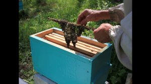 Выправляю отрутневший отводок