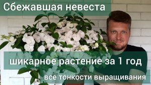 Гортензия СБЕЖАВШАЯ НЕВЕСТА правила ухода и выращивания .