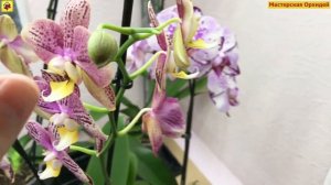 Орхидея СБРОСИТ ВСЕ БУТОНЫ ЕСЛИ... 5 Главных Причины УСЫХАНИЯ БУТОНОВ на орхидеях!