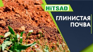 Глинистая Почва Что делать? Улучшить Почву Советы садоводам от Хитсад ТВ