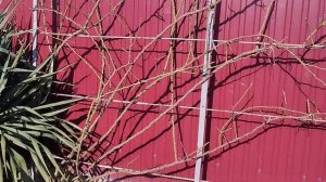 Как я обрезала розу " Жасмина "